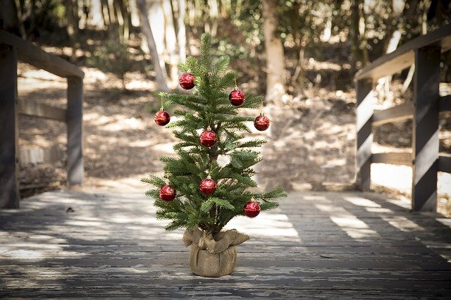 アメリカでクリスマスツリーを飾る時期